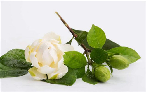 這5種清香花卉你要養，開花了，比香水還香！